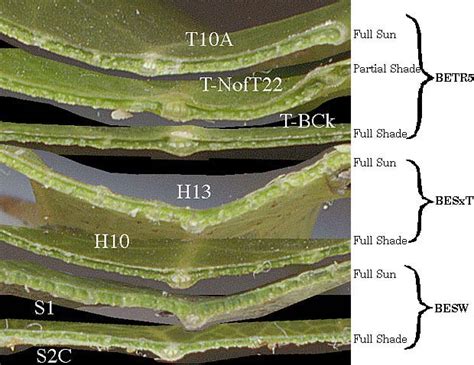 measuring leaf thickness errors|plant leaf thickness.